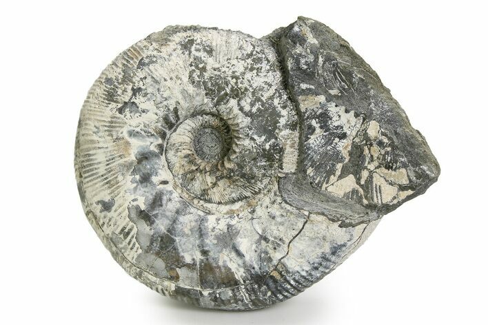 Jurassic Ammonite (Kepplerites) Fossil - Gloucestershire, England #351258